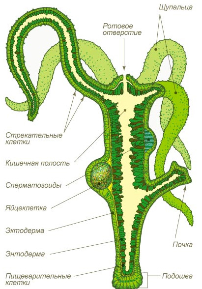 Официальная ссылка kraken kra.mp